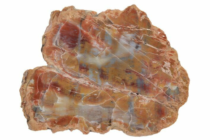 Colorful, Petrified Wood (Araucarioxylon) End Cut - Arizona #210840